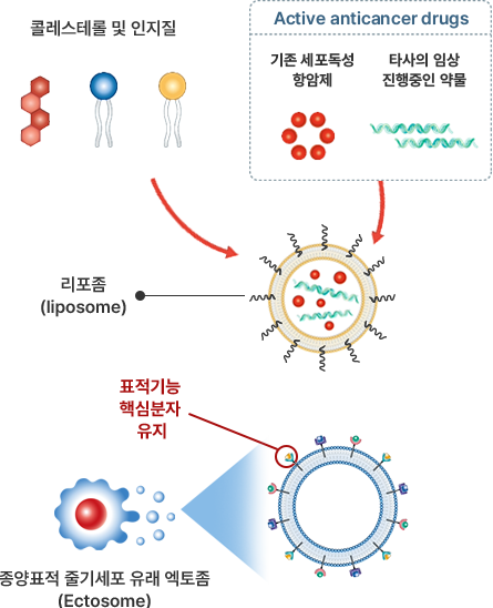 엑토좀 추출 및 리포좀 합성