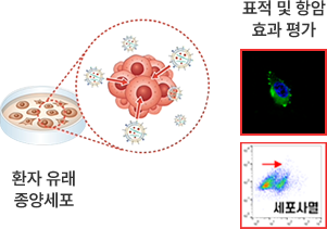 표적 및 항암능력 평가(QC)