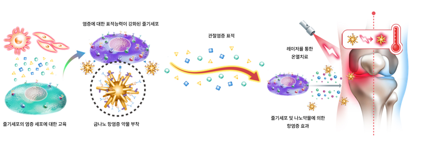 관절염증 표적 줄기세포 - 나노약물 세포치료제